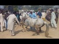 Pakistan Punjab Ghoda Dance Mela Babu Odisha 20 19 New All Pakistan