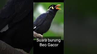 Download lagu suara burung beo gacor mp3