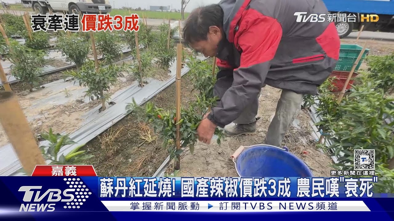 農民好衰!受「蘇丹紅」牽連 國產辣椒價格大跌三成