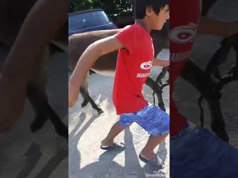 Calu lu ciocica dela .Severin💪