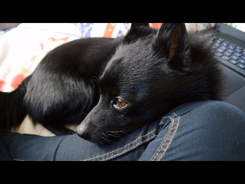 Jekku Schipperke's day   Jekku-schipperken päivä