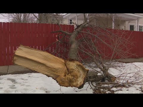 Many metro area trees bear brunt of early spring dose of snow