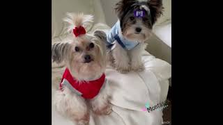 Triko pro psa s aplikací