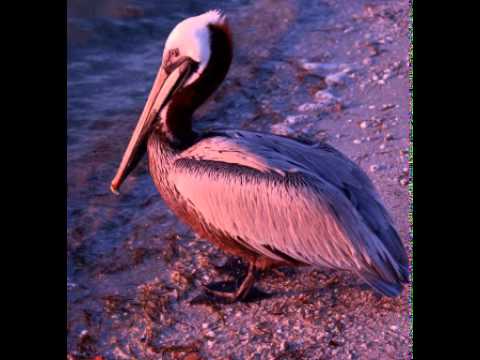 The_Redhead’s Video 117824819936 funX4-lEo10