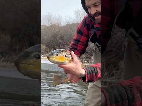 Saskatchewan brown trout are built different!