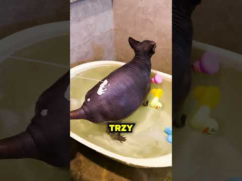 Zostawiają Tłuste Plamy!😱