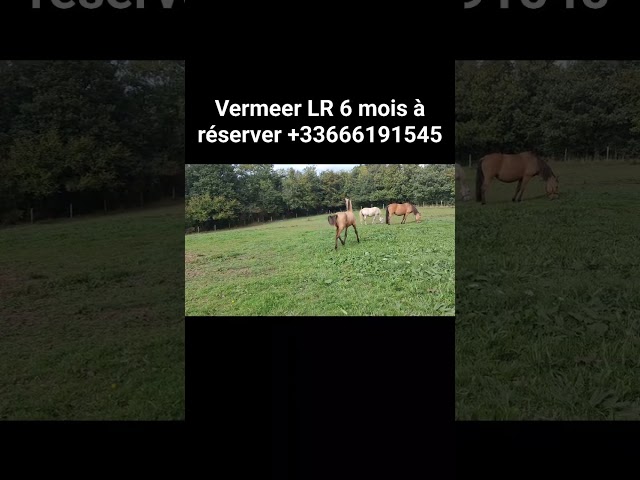 POULAIN PSL PP TAILLE EXCEPTIONNELLE TOP GENETIQUE