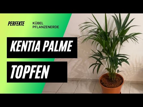 “Kentia-Palme umtopfen: Die richtige Erde & Profi-Tipps für gesunde Wurzeln”