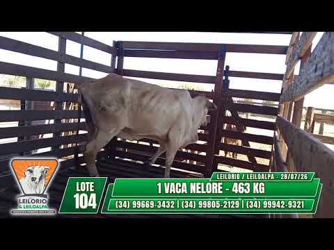 LOTE 104   1 VACA NELORE   463 KG- LEILO RIO & LEILO ALPA - RIO PARANAÍBA-MG - 28/07/26