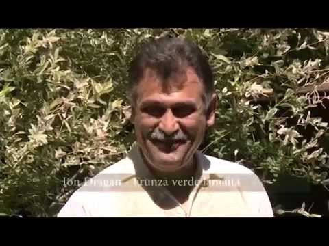 Frunză verde lămâiță - Ion Drăgan (videoclip)