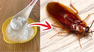 2 Home Remedies for Roaches in House - How To Get Rid Of Roaches Overnight