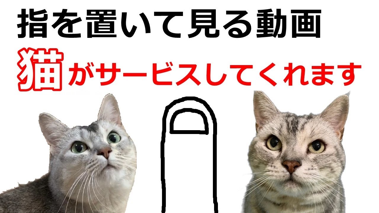 指を置くとYouTube越しに猫と触れ合える【猫カフェねこしまい】おしゃべりペット