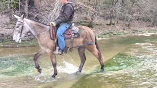 Dusty 4 year old John mule.  Watch him travel up the slick creek bottom