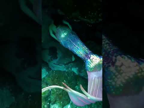 Cave dives overwhelm me 😳 #mermaid #h2o #floridatravel #underwater #diving #cosplay #littlemermaid