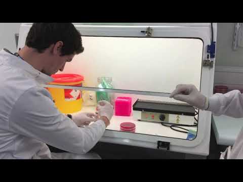 Microbiology - Blood Cultures