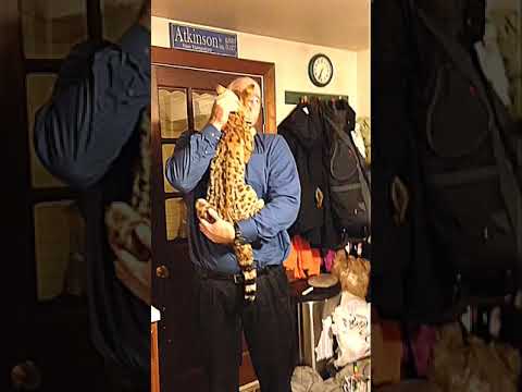Savannah Cat Titan Jumps into His Arms Every Day
