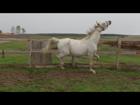 Shagya Arab of Mr. Cristea Nicu from Bogei - Bihor