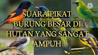 Download lagu SUARA BURUNG RIBUT terbaru 2021 buat pikat burung besar di hutan mp3 Download lagu SUARA BURUNG RIBUT terbaru 2021 buat pikat burung besar di hutan mp3