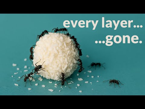 Ants Devour Sugar in No Time