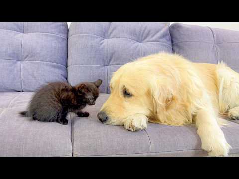 YouTube 썸네일