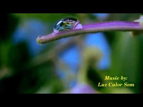 Spring flowers Inspiration of divine love Timelaps / Suresh Rajitha