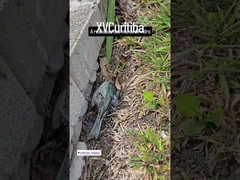 Aves mortas Curitiba prédios de vidro