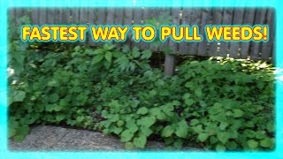 HOW TO PULL WEEDS FAST   By Skye Taylor