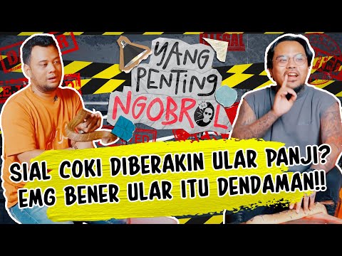 KING KOBRA BERBISA ITU GIMIK❓🤣 KLARIFIKASI PANJI DEPAN COKI❗❗