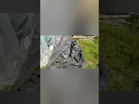 Gas attempts to play acoustic guitar/how I pull tarp/Duhmerican baldhead eagle