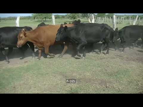 Lote 34 Vacas de invernar en San José de Feliciano, Entre Ríos