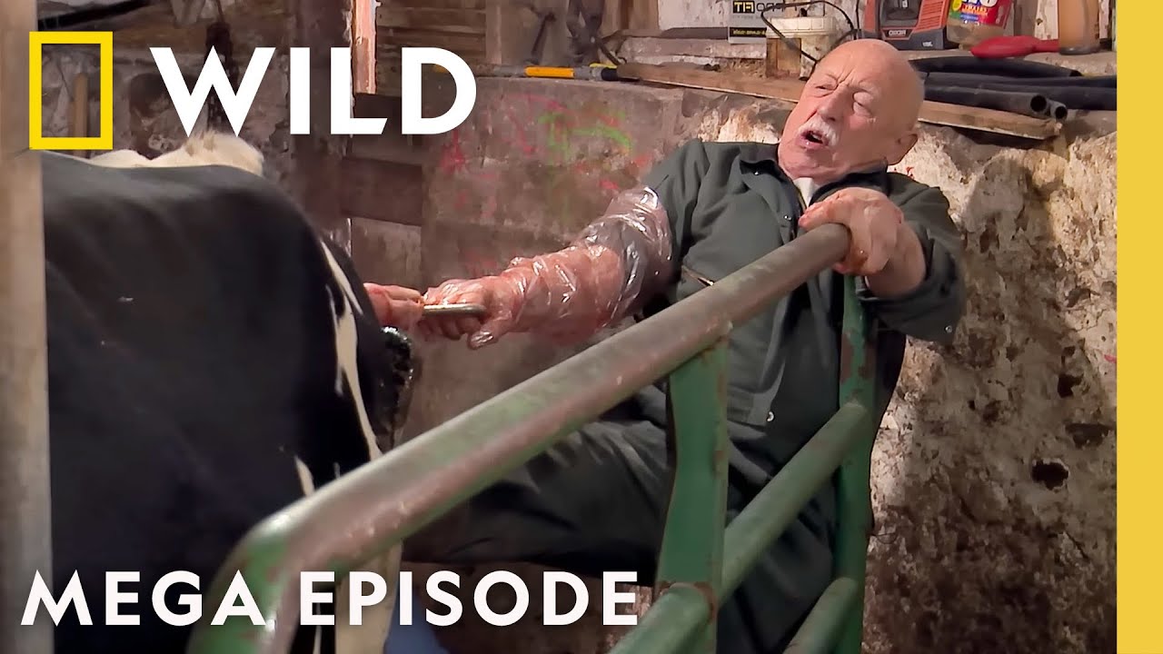 The Incredible Dr. Pol: 12 Days of Creature Christmas | MEGA EPISODE | Nat Geo