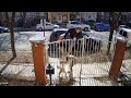 Runner Scales Fence When Pit Bull Attacks