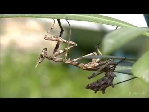 La larve de l'empuse : l'incroyable diablotin