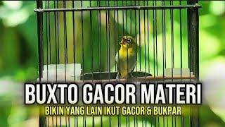 Download lagu Pleci buxtoni GACOR cocok buat pancingan pleci malas bunyi mp3