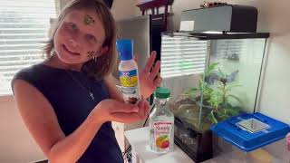 White's Tree Frog Care