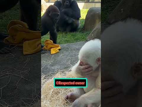 😂 Tưởng Được Cho Hẳn Cái Khăn, Ai Ngờ Chỉ Cho Mượn!