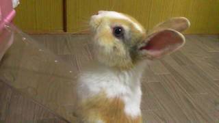 🐰【子ウサギ】🐰初めてのへやんぽ〜あさひ〜日記　＃３