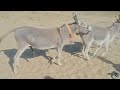 Donkey Meeting With Donkey Video