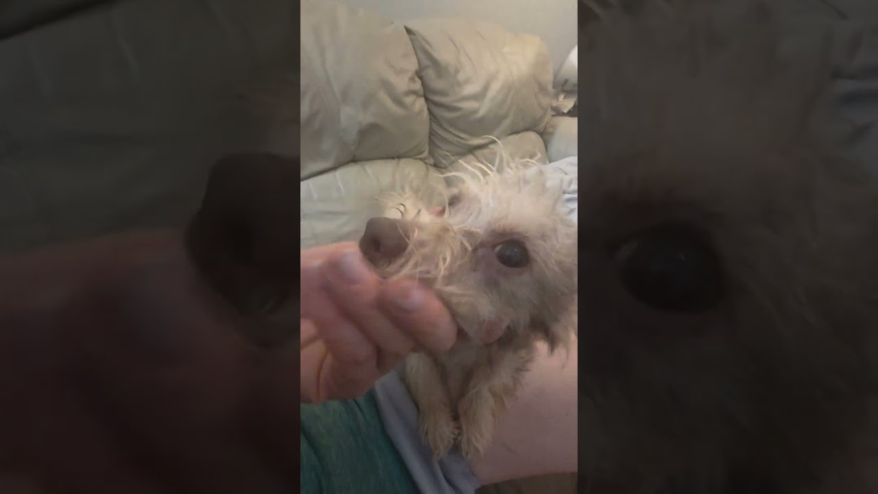 Max, a Adoptable mixed breed in Chicago, IL video 5/5