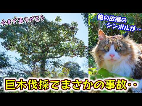 鹿を庭から追い出す 庭の練習