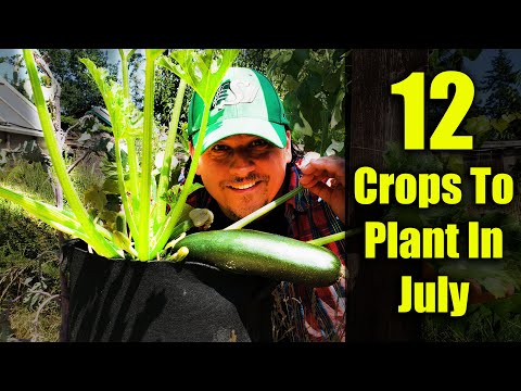 Growing Corn Part 1 Planting and Germinating