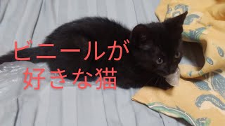猫動画 ビニールで遊ぶ猫 よっぴぃ動画