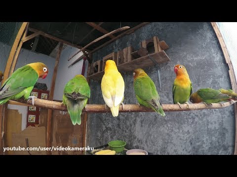 Lovebird Sounds January 20 2019 Part 1