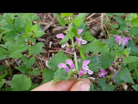 Gefleckte Taubnessel - Blüten & Blätter - 12.04.18 (Lamium maculatum) - Wildpflanzen-Bestimmung