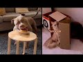 Rxckstxr Medazelli TikTok Compilation Animal Voiceovers