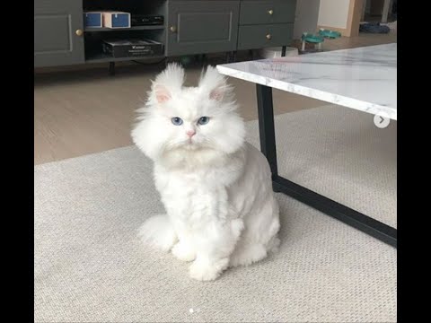 Funny Dogs and Cat |Funniest Pets| Anusha HW channel