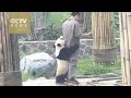 Watch: Playful giant panda can’t let zookeeper go