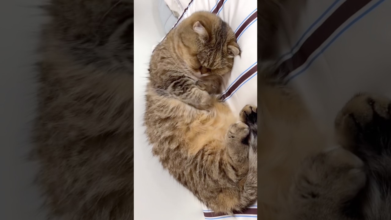 세상 귀여운 기지개🥱😪❤️ #졸귀탱 #고양이쇼츠