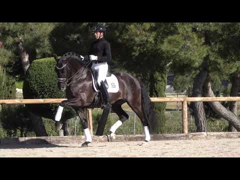 POETA DE SUSAETA WORKING IN PIAFFE EXERCISE - NEXT LEVEL GRAN PRIX