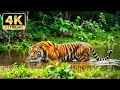 Into The Wild 4K Animals In Their Natural Habitat